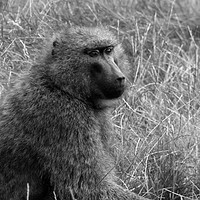 Buy canvas prints of Baboon in the grass by Greg Sheard