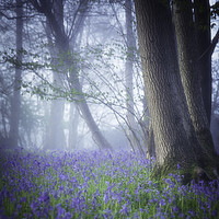 Buy canvas prints of Bluebells In The Mist by Mark Stephens