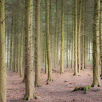 Buy canvas prints of Sulham Woods by Mark Stephens