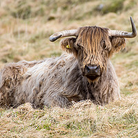 Buy canvas prints of Highland Cow by Mark Stephens