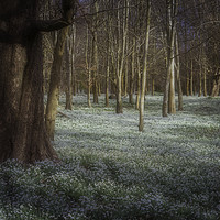 Buy canvas prints of Sea Of Snowdrops by Mark Stephens