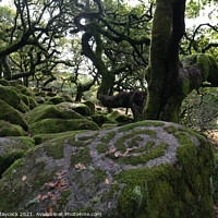 Buy canvas prints of Wistmans Wood Moss Circle #2 by Simon Maycock