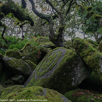 Buy canvas prints of Wistmans Woods Rocks and Trees by Simon Maycock