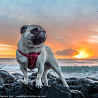 Buy canvas prints of Pug on a rock #3 by Simon Maycock