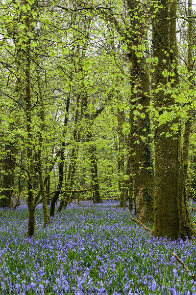 Bluebells in Bodmin Picture Board by Simon Maycock
