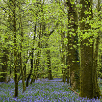 Buy canvas prints of Bluebells in Bodmin by Simon Maycock