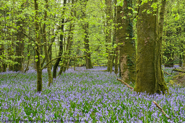 Bluebells in Bodmin #2 Picture Board by Simon Maycock