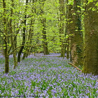 Buy canvas prints of Bluebells in Bodmin #2 by Simon Maycock