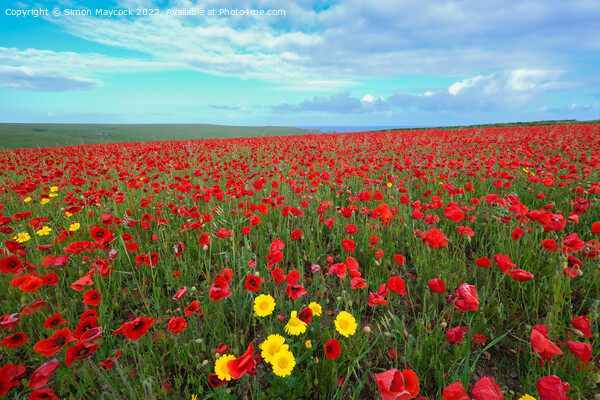 West Pentire Poppy Field in Cornwall Picture Board by Simon Maycock