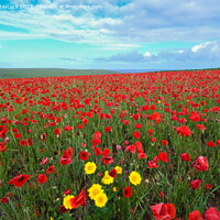 Buy canvas prints of West Pentire Poppy Field in Cornwall by Simon Maycock