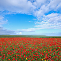 Buy canvas prints of Field of Poppies at Crantock in Cornwall by Simon Maycock