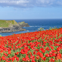 Buy canvas prints of Field of poppies overlooking polly joke beach near Crantock, Cornwall by Simon Maycock