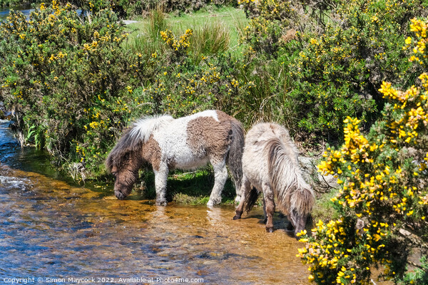 Dartmoor Ponies drinking from a river Picture Board by Simon Maycock