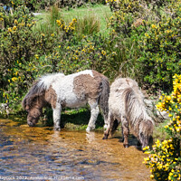 Buy canvas prints of Dartmoor Ponies drinking from a river by Simon Maycock