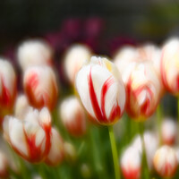 Buy canvas prints of White and Red Tulips by Simon Maycock