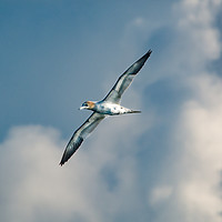 Buy canvas prints of Soaring High by Simon Maycock
