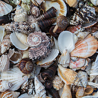 Buy canvas prints of Sea Shell Collection by Simon Maycock
