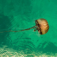 Buy canvas prints of Jellyfish #1 by Simon Maycock