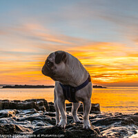 Buy canvas prints of Pug on a Rock by Simon Maycock