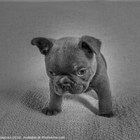 Buy canvas prints of French bulldog pup monochrome by Simon Maycock