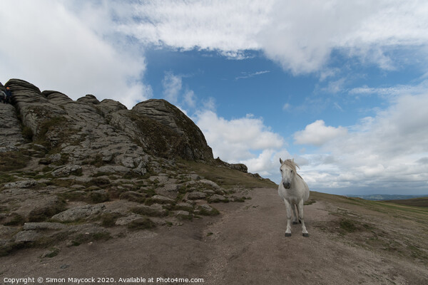 White Dartmoor Pony at Haytor Picture Board by Simon Maycock