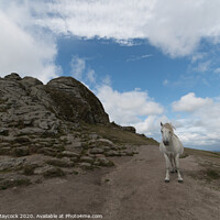 Buy canvas prints of White Dartmoor Pony at Haytor by Simon Maycock