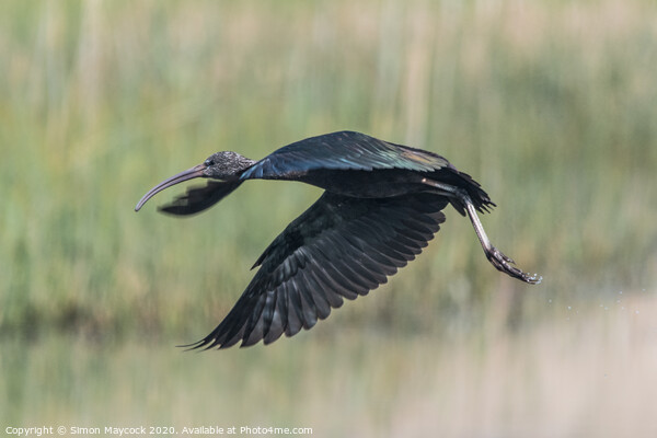 Glossy Ibis flying in Cornwall Picture Board by Simon Maycock