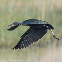 Buy canvas prints of Glossy Ibis flying in Cornwall by Simon Maycock