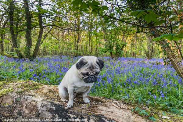 Young Pug in bluebell woods Picture Board by Simon Maycock