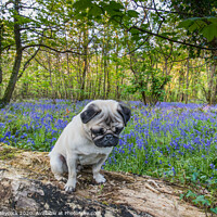 Buy canvas prints of Young Pug in bluebell woods by Simon Maycock