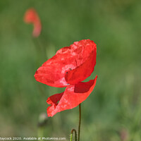 Buy canvas prints of Single Poppy  by Simon Maycock