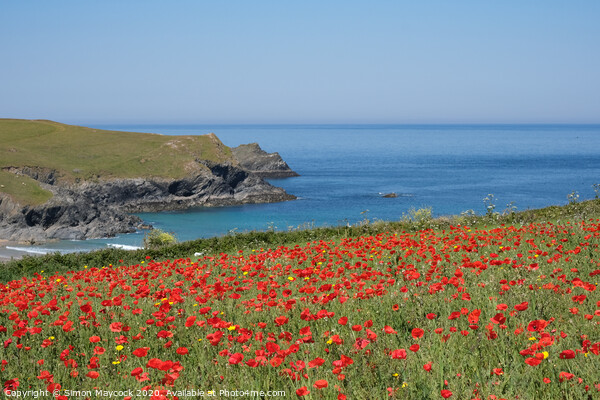 West Pentire poppy field Picture Board by Simon Maycock
