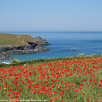 Buy canvas prints of West Pentire poppy field by Simon Maycock