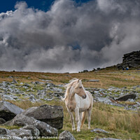 Buy canvas prints of White horse at Roughtor Bodmin by Simon Maycock