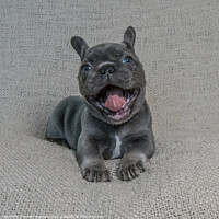 Buy canvas prints of Laughing French Bulldog Pup by Simon Maycock