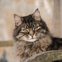 Buy canvas prints of The Mousehole Cat by Simon Maycock