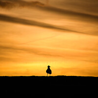 Buy canvas prints of Seagull sunrise by Simon Maycock