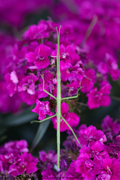 Stick insect on Dianthus Picture Board by Simon Maycock