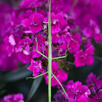 Buy canvas prints of Stick insect on Dianthus by Simon Maycock