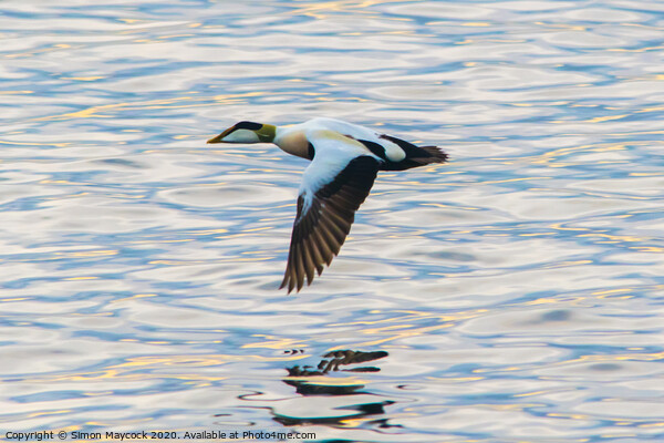 Eider in flight Picture Board by Simon Maycock