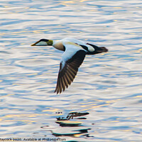Buy canvas prints of Eider in flight by Simon Maycock