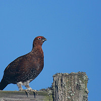 Buy canvas prints of Red grouse by Neil Wayper