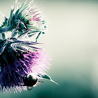 Buy canvas prints of Thistle by Mike Roberts