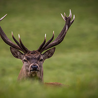 Buy canvas prints of Stag Relaxing by kevin cook