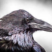 Buy canvas prints of Portrait of a Raven by kevin cook