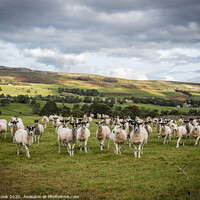 Buy canvas prints of Ladies of the Dales by kevin cook