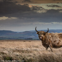 Buy canvas prints of Autumnal coo by kevin cook