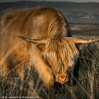 Buy canvas prints of highland cow charging by kevin cook