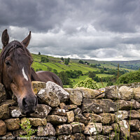 Buy canvas prints of Swaledale pony by kevin cook