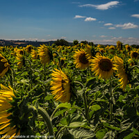 Buy canvas prints of Sunflowers by kevin cook